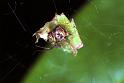Parasteatoda_lunata_F1874_Z_85_Les Gris_Frankrijk